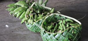 Samoan using coconut leaves to weave a basket for carrying the a