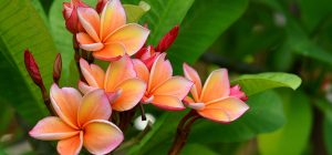 Plumeria spp. (frangipani flowers, Frangipani, Pagoda tree or Te