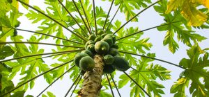 Papaya tree